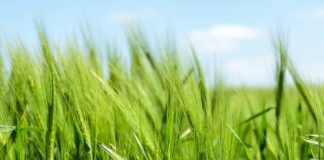 प्रमुख कृषि क्रांतियां | pramukh krishi krantiyan pramukh-krishi-krantiyan