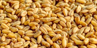 भारत की मुख्य फसले व उनके प्रमुख उत्पादक राज्य | indian crops and states indian-crops-and-states