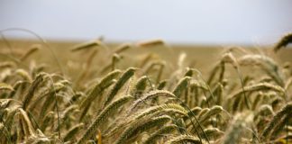 मध्यप्रदेश में कृषि महत्वपूर्ण तथ्य | agriculture fact of mp agriculture-fact-of-mp