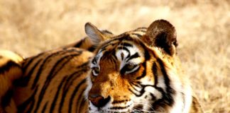 टाइगर रिजर्व की सूची | List of Tiger Reserve list-of-tiger-reserve