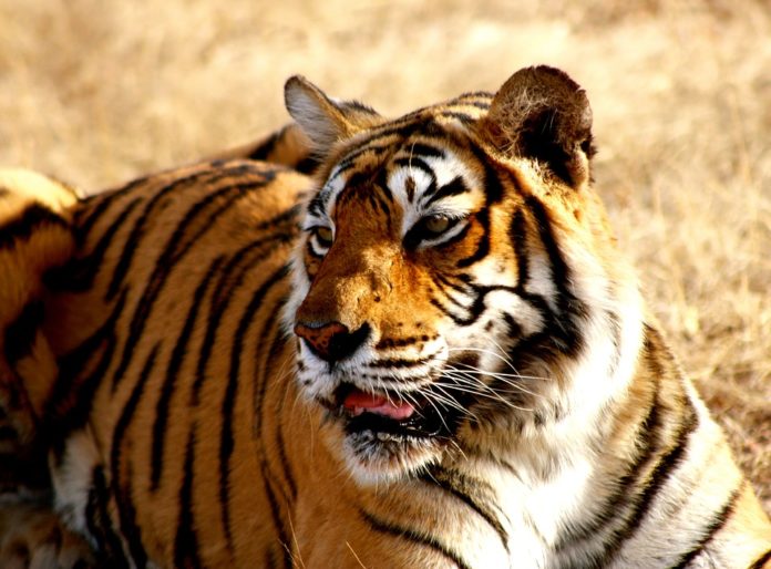 list-of-tiger-reserve
