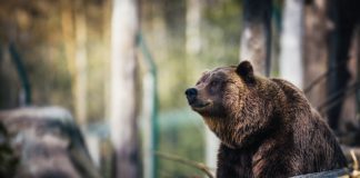 राष्ट्रिय उद्यान और वन्य जीव अभ्यारण्य की सूची | List of National Parks and Wildlife Sanctuaries list-of-national-parks-and-wildlife-sanctuaries