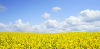 मध्य प्रदेश के शीर्ष फसल उत्पादक जिले | Crop producing districts of MP crop-producing-districts-of-mp-मध्यप्रदेश