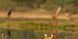 Wildlife Sanctuary in Rajasthan | राजस्थान में वन्यजीव अभ्यारण्य Wildlife Sanctuary in Rajasthan