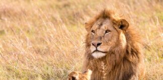 Wildlife Sanctuary in Gujrat | गुजरात में वन्यजीव अभ्यारण्य wildlife-sanctuary-in-gujrat