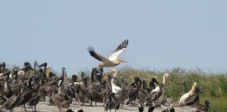 wildlife sanctuary in haryana | हरियाणा में वन्यजीव अभ्यारण्य bird sanctuary gurgaon