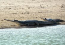 endangered animals of mp in hindi | मध्यप्रदेश के विलुप्त जानवर endangered-animals-of-mp-in-hindi