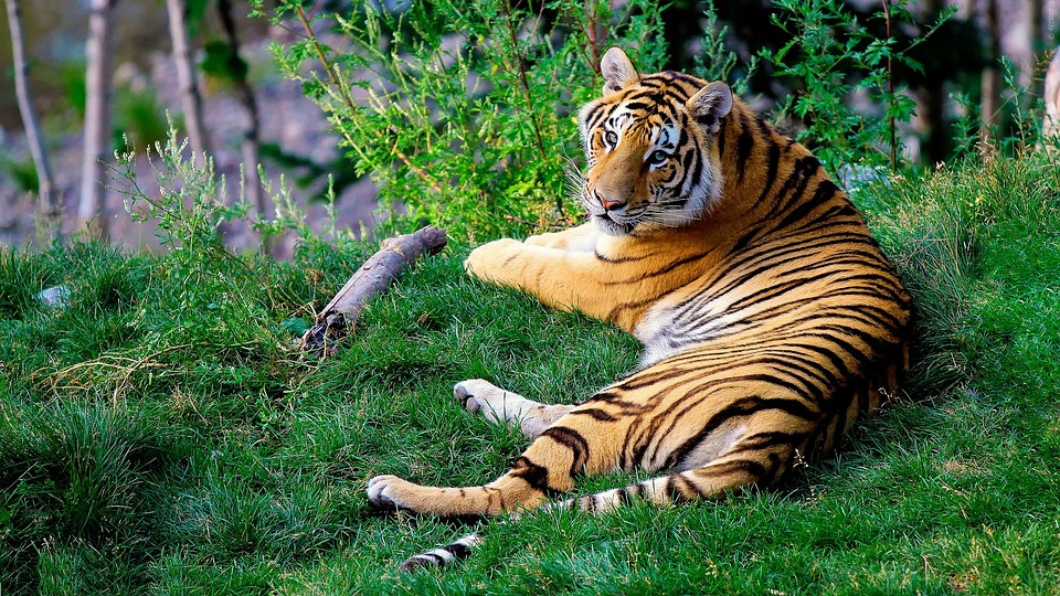 Endangered Animals Species in India | भारत में लुप्तप्राय जानवरों की  प्रजातियां