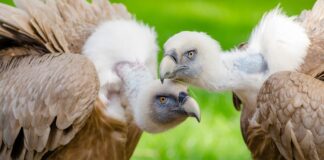 Endangered birds in India Hindi | भारत में लुप्तप्राय पक्षियों की सूची endangered-birds-in-india-hindi