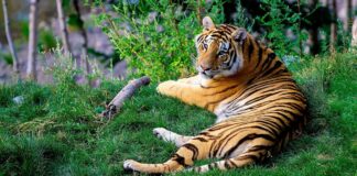 wildlife sanctuary in bihar | बिहार में वन्यजीव अभ्यारण्य wildlife-sanctuary-in-bihar-in-hindi