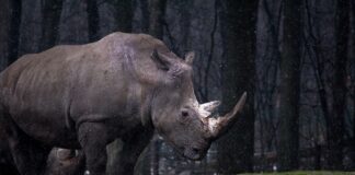 manas sanctuary fact in hindi | मानस अभ्यारण्य के बारे में महत्वपूर्ण तथ्य manas-sanctuary-fact-in-hindi